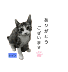 みらいねこ横濱⑧（個別スタンプ：24）
