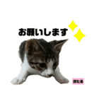 みらいねこ横濱⑧（個別スタンプ：26）