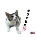 みらいねこ横濱⑧（個別スタンプ：27）
