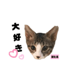 みらいねこ横濱⑧（個別スタンプ：29）