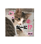 みらいねこ横濱⑧（個別スタンプ：31）