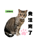 みらいねこ横濱⑧（個別スタンプ：37）