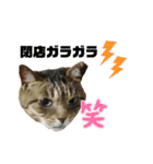 みらいねこ横濱⑧（個別スタンプ：38）