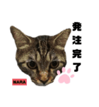 みらいねこ横濱⑧（個別スタンプ：40）