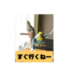 インコのコメとあずき②（個別スタンプ：8）