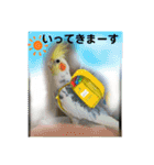 インコのコメとあずき②（個別スタンプ：9）