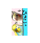 インコのコメとあずき②（個別スタンプ：25）