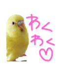 すけかく3（個別スタンプ：6）