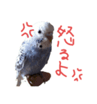 すけかく3（個別スタンプ：8）