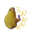 すけかく3（個別スタンプ：15）