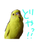 すけかく3（個別スタンプ：17）