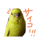 すけかく3（個別スタンプ：24）