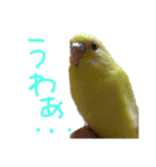 すけかく3（個別スタンプ：29）