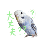 すけかく3（個別スタンプ：31）