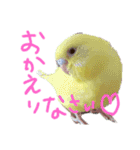 すけかく3（個別スタンプ：33）