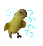 すけかく3（個別スタンプ：34）