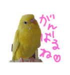 すけかく3（個別スタンプ：39）