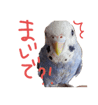 すけかく3（個別スタンプ：40）