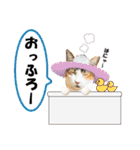 おんちゃん＆大吉＆小吉の日常スタンプ（個別スタンプ：31）