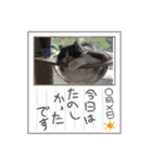 アメリカンカール百恵のスタンプ1（個別スタンプ：1）