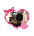 アメリカンカール百恵のスタンプ1（個別スタンプ：2）