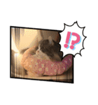 アメリカンカール百恵のスタンプ1（個別スタンプ：5）
