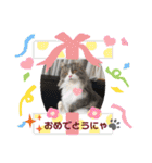 アメリカンカール百恵のスタンプ1（個別スタンプ：7）