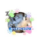 アメリカンカール百恵のスタンプ1（個別スタンプ：8）