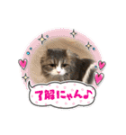 アメリカンカール百恵のスタンプ1（個別スタンプ：10）