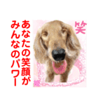 Smilewanの仲間達①（個別スタンプ：1）