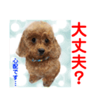 Smilewanの仲間達①（個別スタンプ：5）