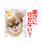 Smilewanの仲間達①（個別スタンプ：6）