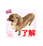 Smilewanの仲間達①（個別スタンプ：10）