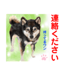 Smilewanの仲間達①（個別スタンプ：11）