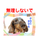 Smilewanの仲間達①（個別スタンプ：13）