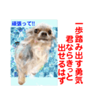 Smilewanの仲間達①（個別スタンプ：15）