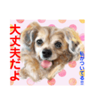 Smilewanの仲間達①（個別スタンプ：18）