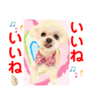Smilewanの仲間達①（個別スタンプ：20）