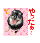 Smilewanの仲間達①（個別スタンプ：21）