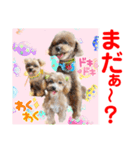 Smilewanの仲間達①（個別スタンプ：24）