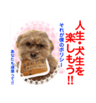 Smilewanの仲間達①（個別スタンプ：25）