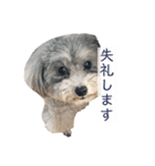 犬わんちゃんねる（個別スタンプ：2）