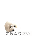 犬わんちゃんねる（個別スタンプ：7）