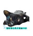 うちの黒猫レモンぷち☺（個別スタンプ：1）