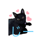 うちの黒猫レモンぷち☺（個別スタンプ：2）