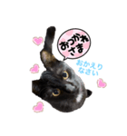 うちの黒猫レモンぷち☺（個別スタンプ：8）
