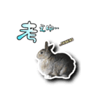 Rabbit rights！（個別スタンプ：4）