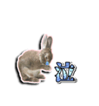 Rabbit rights！（個別スタンプ：5）