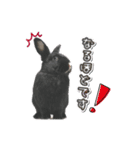 Rabbit rights！（個別スタンプ：7）