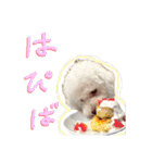 【公式】ブランでゃ！（個別スタンプ：1）